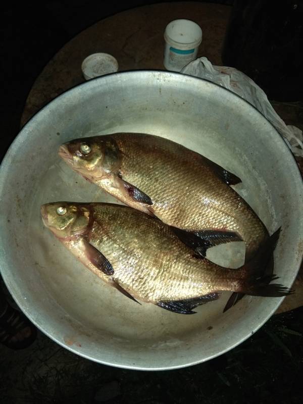 Фотозвіт з риболовлі. Місце: Канівське водосховище