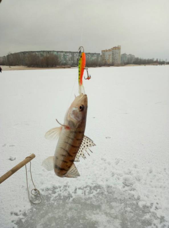 Фотозвіт: Судак. Місце риболовлі: Черкаська область