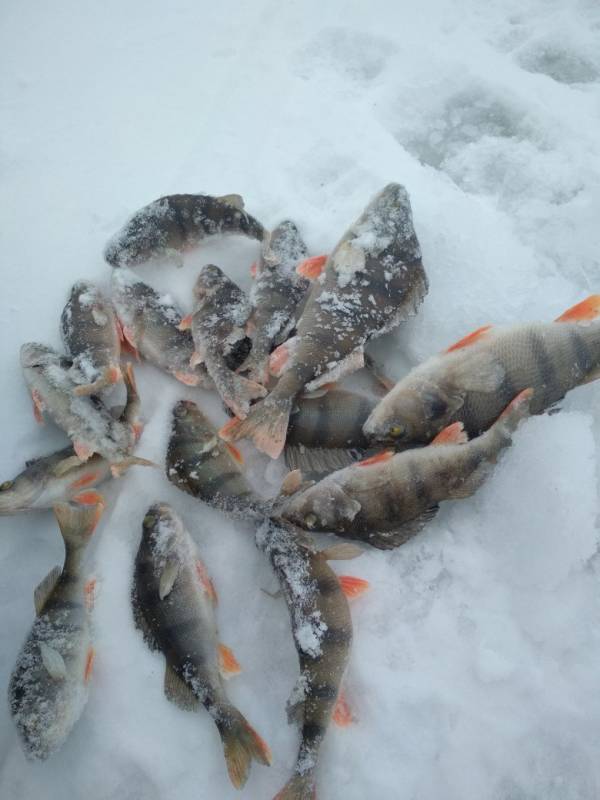 Фотозвіт з риболовлі. Місце: Луганська область