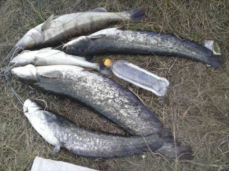 Фотозвіт: Звичайний сом, Судак. Місце риболовлі: Каховське водосховище
