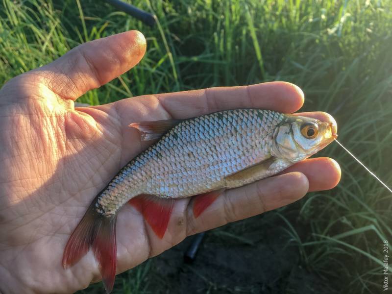 Фотозвіт: Краснопірка. Місце риболовлі: Рівненська область