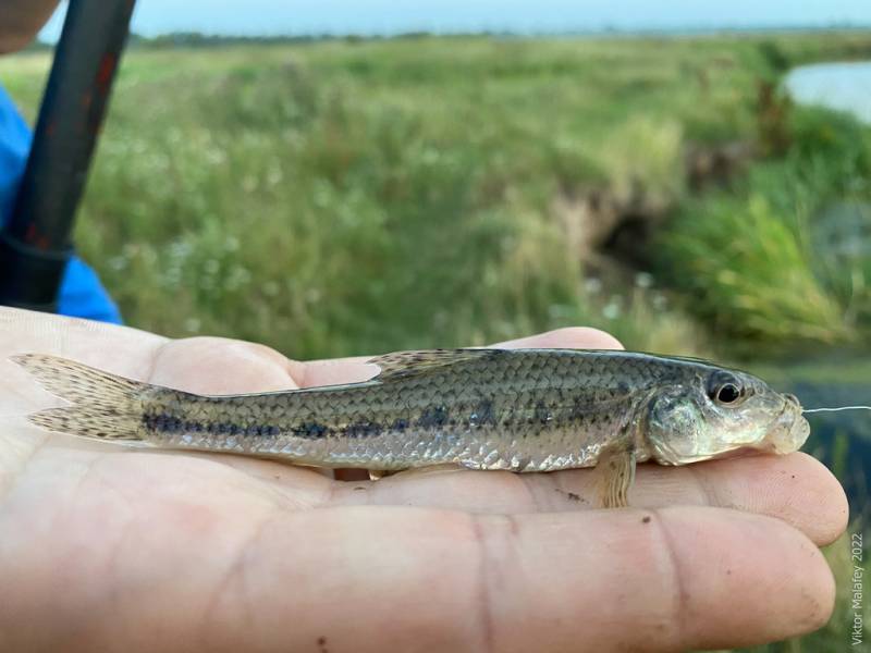 Фотозвіт: Піскар. Місце риболовлі: Хрінниківське водосховище