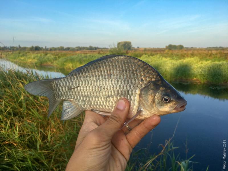 Фотозвіт: Карась. Місце риболовлі: Хрінниківське водосховище