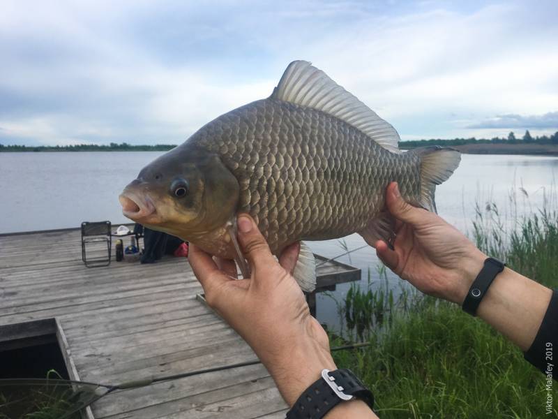 Фотозвіт: Карась. Місце риболовлі: Хрінниківське водосховище