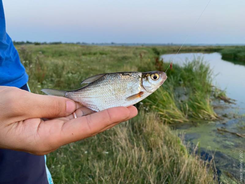 Фотозвіт: Плоскирка. Місце риболовлі: Хрінниківське водосховище