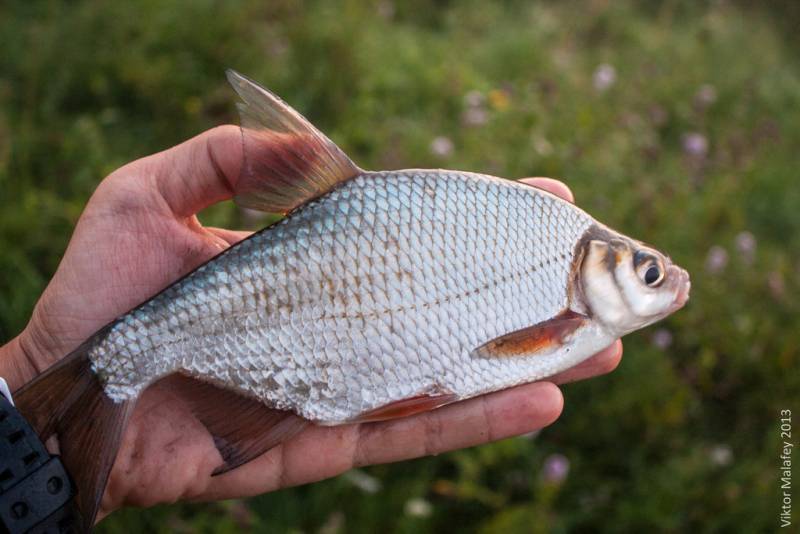 Фотозвіт: Плоскирка. Місце риболовлі: Хрінниківське водосховище