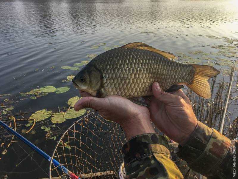 Фотозвіт: Карась. Місце риболовлі: Ямпіль