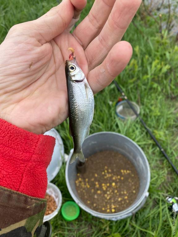 Фотозвіт: Уклея. Місце риболовлі: Хрінниківське водосховище