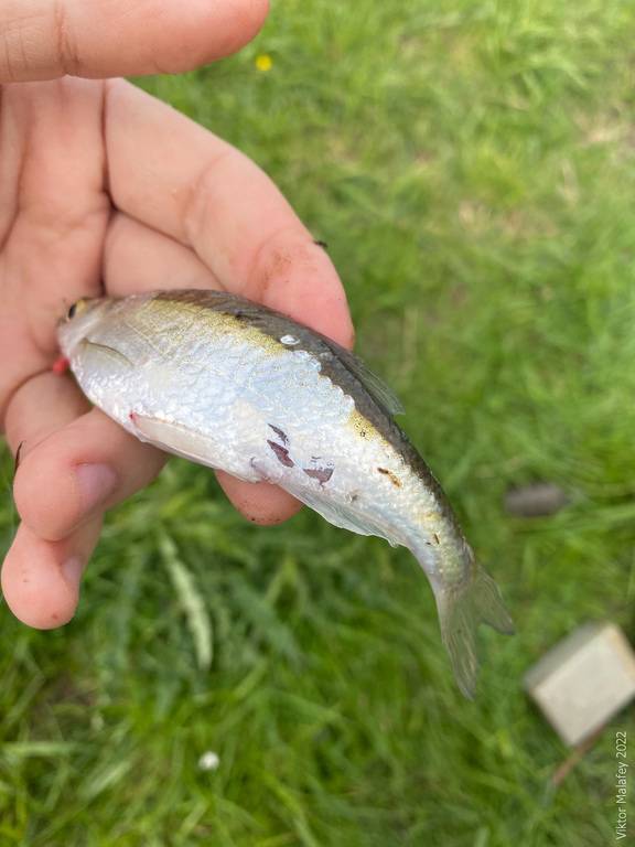 Фотозвіт: Уклея. Місце риболовлі: Хрінниківське водосховище