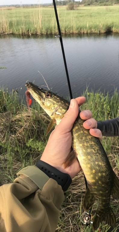 Фотозвіт: Щука. Місце риболовлі: Хрінниківське водосховище