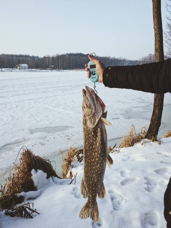 Фотозвіт: Щука. Місце риболовлі: Хрінниківське водосховище