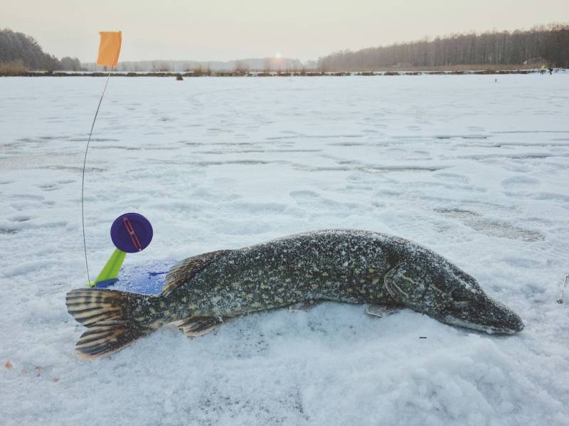 Фотозвіт: Щука. Місце риболовлі: Кременець