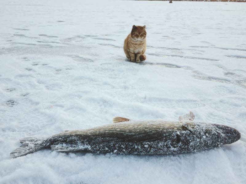 Фотозвіт: Щука. Місце риболовлі: Хрінниківське водосховище