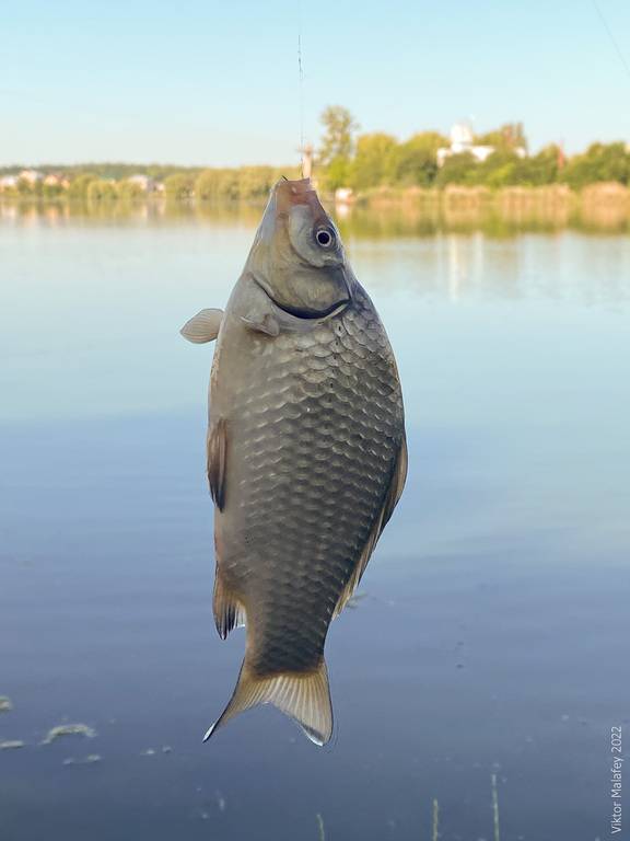Фотозвіт: Карась. Місце риболовлі: Україна