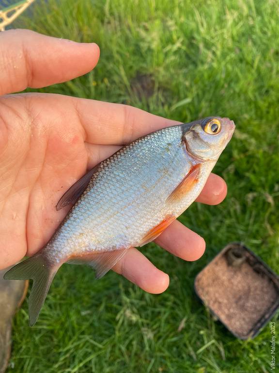 Фотозвіт: Плоскирка. Місце риболовлі: Хрінниківське водосховище