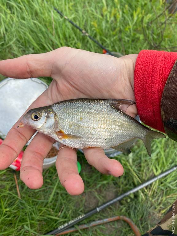 Фотозвіт: Плоскирка. Місце риболовлі: Рівненська область