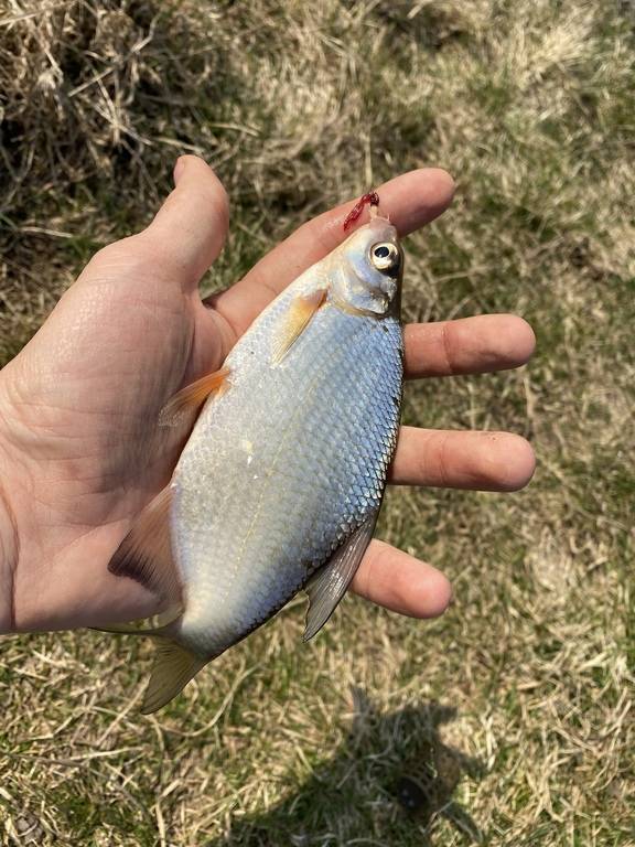 Фотозвіт: Плоскирка. Місце риболовлі: Хрінниківське водосховище