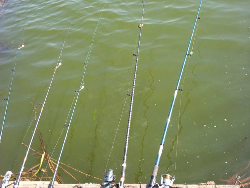 Фотозвіт з риболовлі. Місце: Каховське водосховище