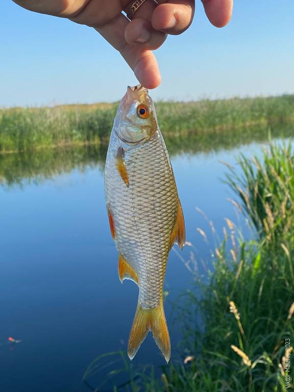 Фотозвіт: Плотва. Місце риболовлі: Україна