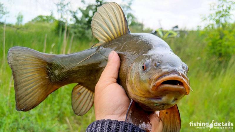 Фотозвіт: Лин. Місце риболовлі: Дніпропетровська область