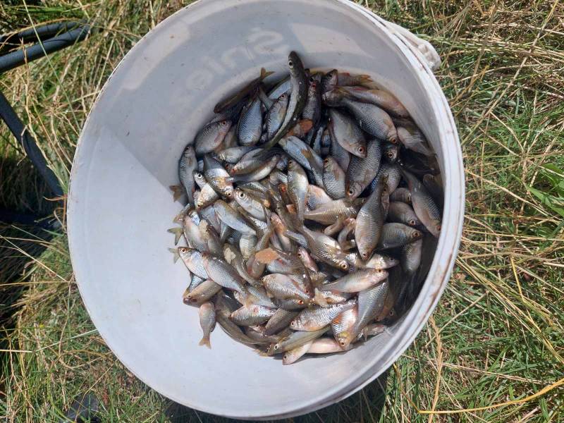 Риболовний звіт по рибі: Уклея, Верхівка, Гірчак