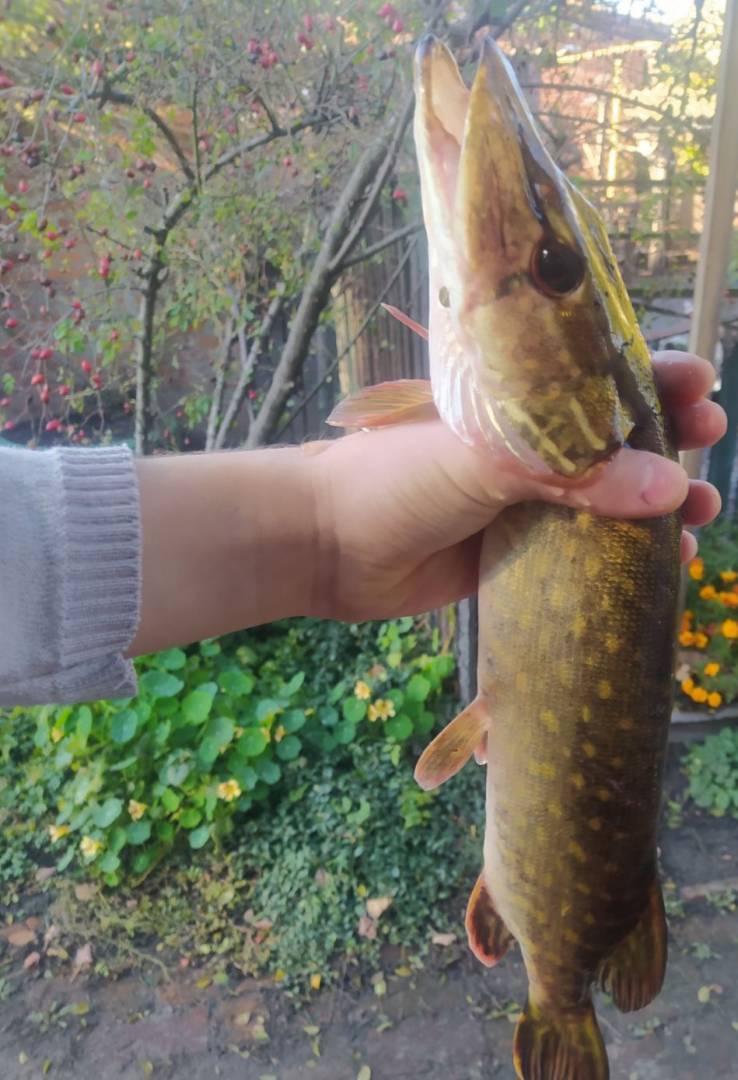 Риболовний звіт по рибі: Щука