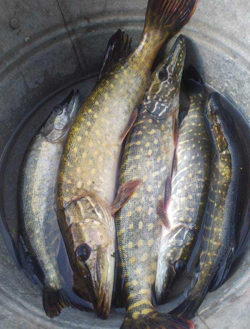 Риболовний звіт по рибі: Щука