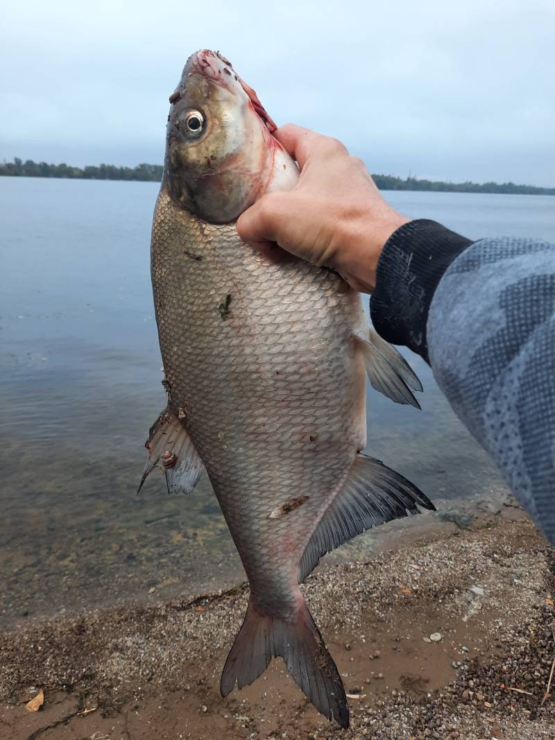 Риболовний звіт по рибі: Лящ
