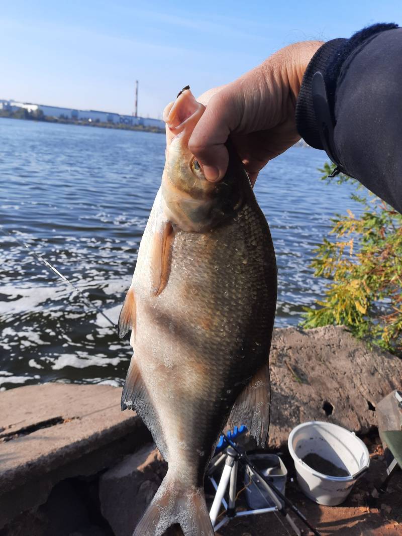 Риболовний звіт по рибі: Лящ