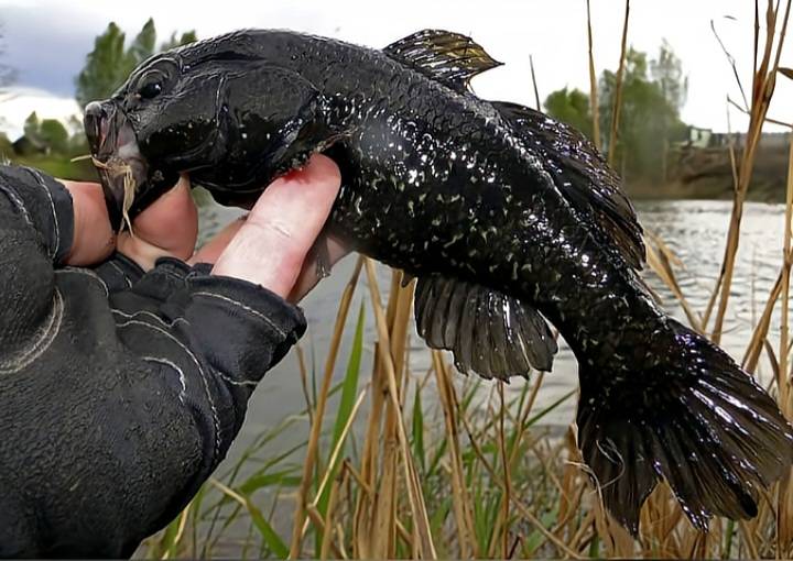 Риболовний звіт по рибі: Ротан