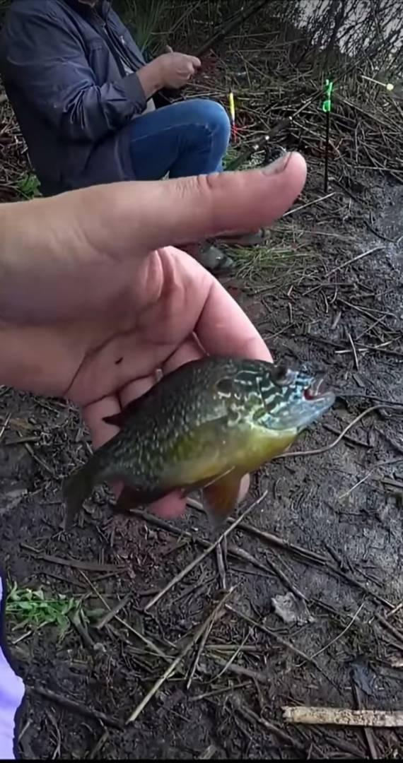 Риболовний звіт по рибі: Окунь Сонячний