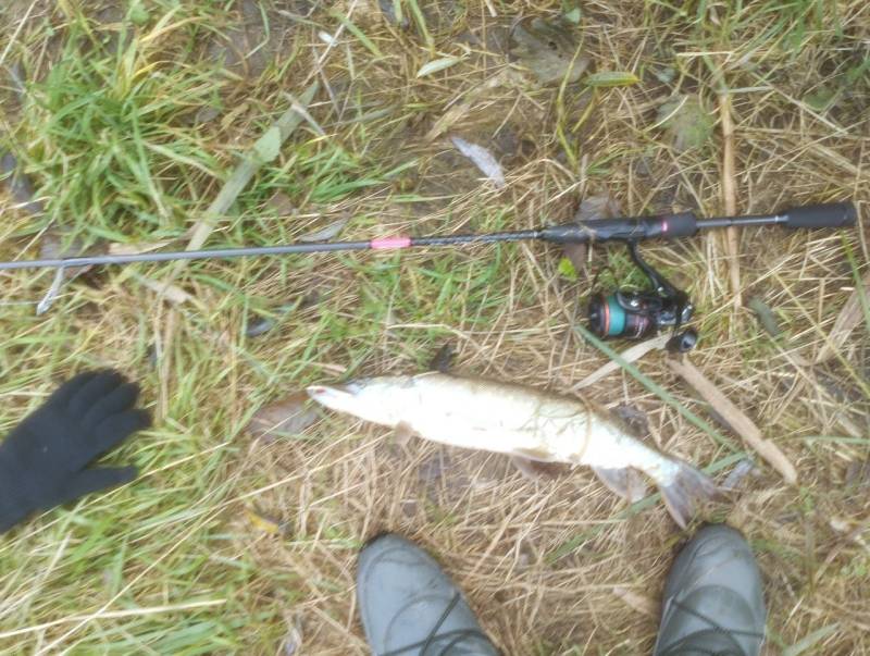 Риболовний звіт по рибі: Щука