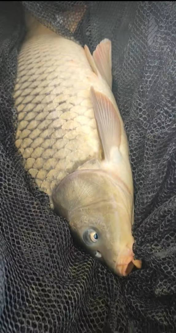 Риболовний звіт по рибі: Сазан