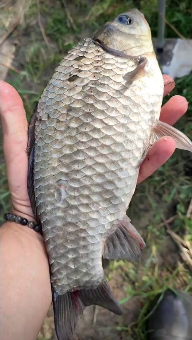 Риболовний звіт по рибі: Карась