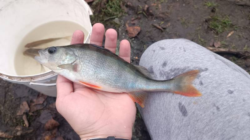 Риболовний звіт по рибі: Окунь