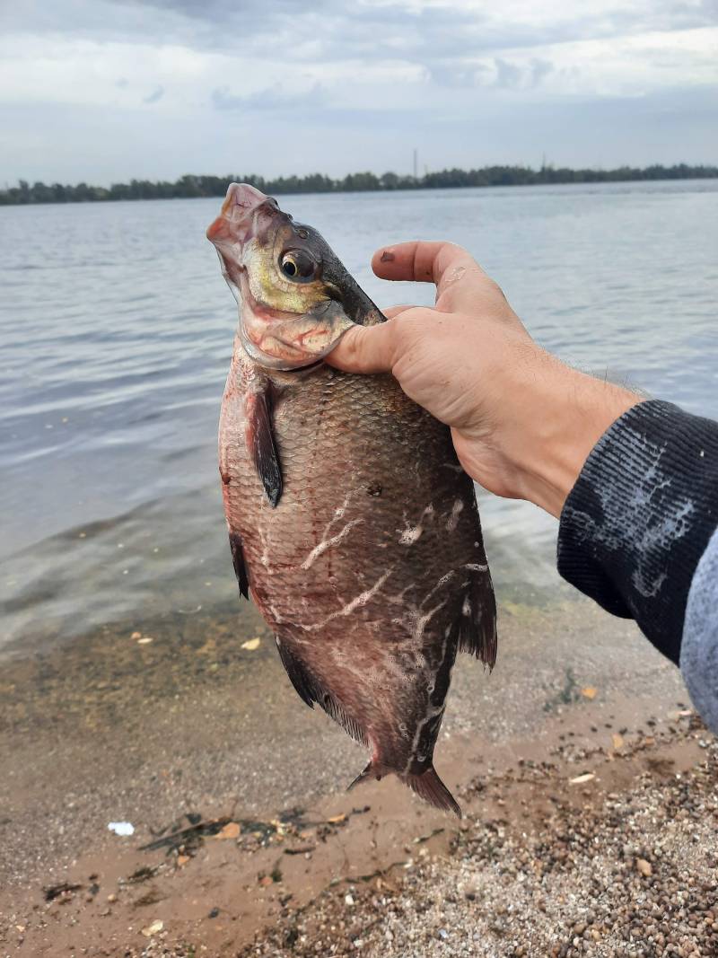 Риболовний звіт по рибі: Лящ
