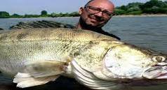 Риболовний звіт по рибі: Судак