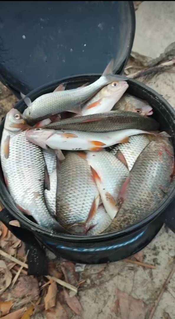 Риболовний звіт по рибі: Плотва