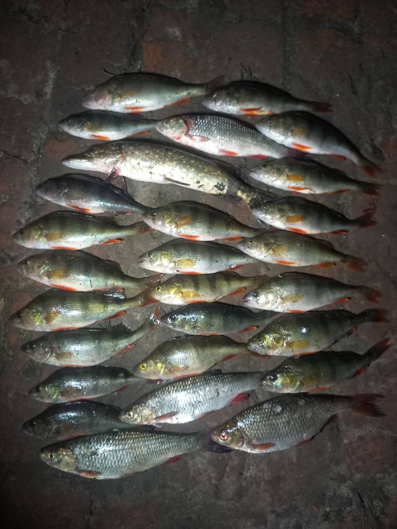 Риболовний звіт по рибі: Окунь, Щука, Плотва