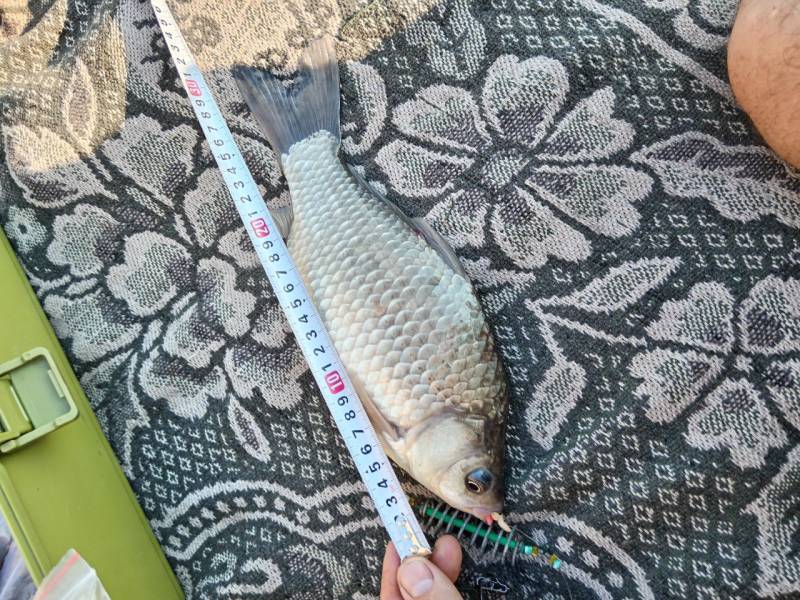 Риболовний звіт по рибі: Карась