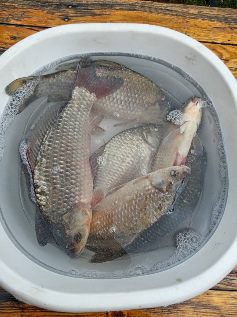 Риболовний звіт по рибі: Карась