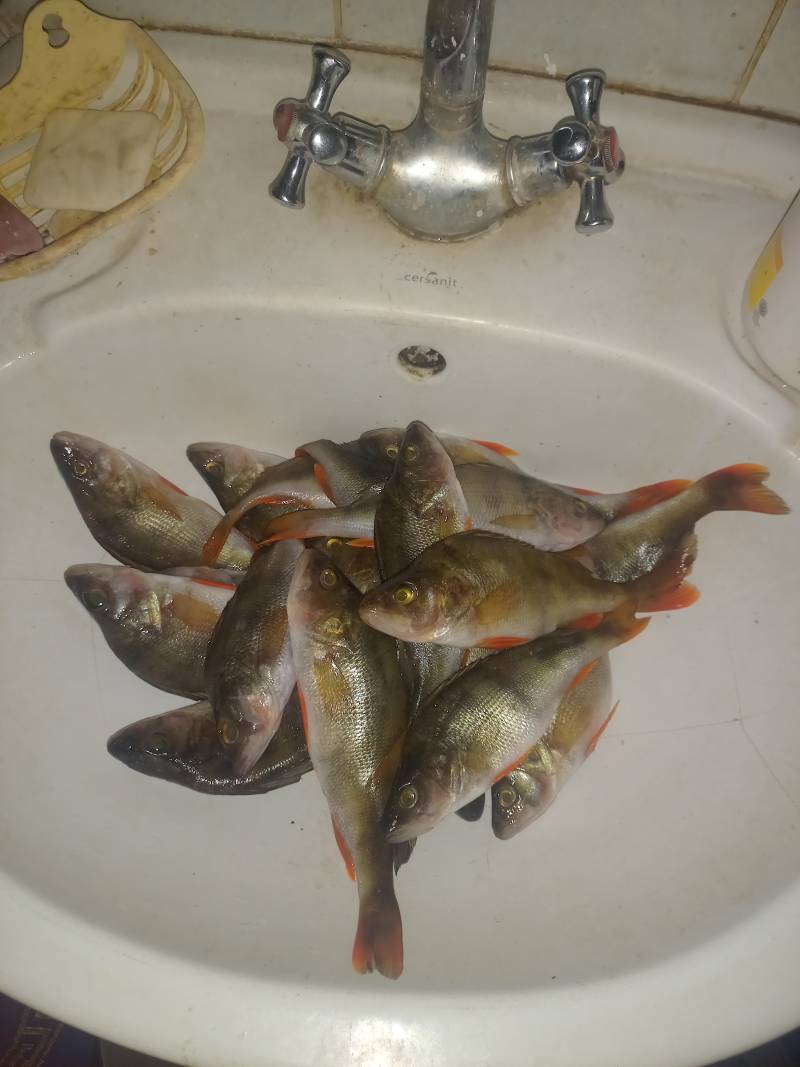 Риболовний звіт по рибі: Окунь