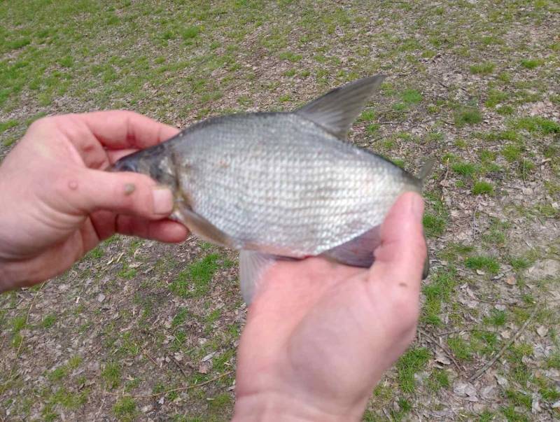 Фотозвіт риболовлі - Псел