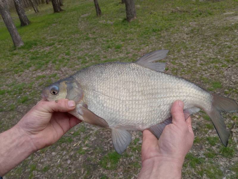 Фотозвіт риболовлі - Псел