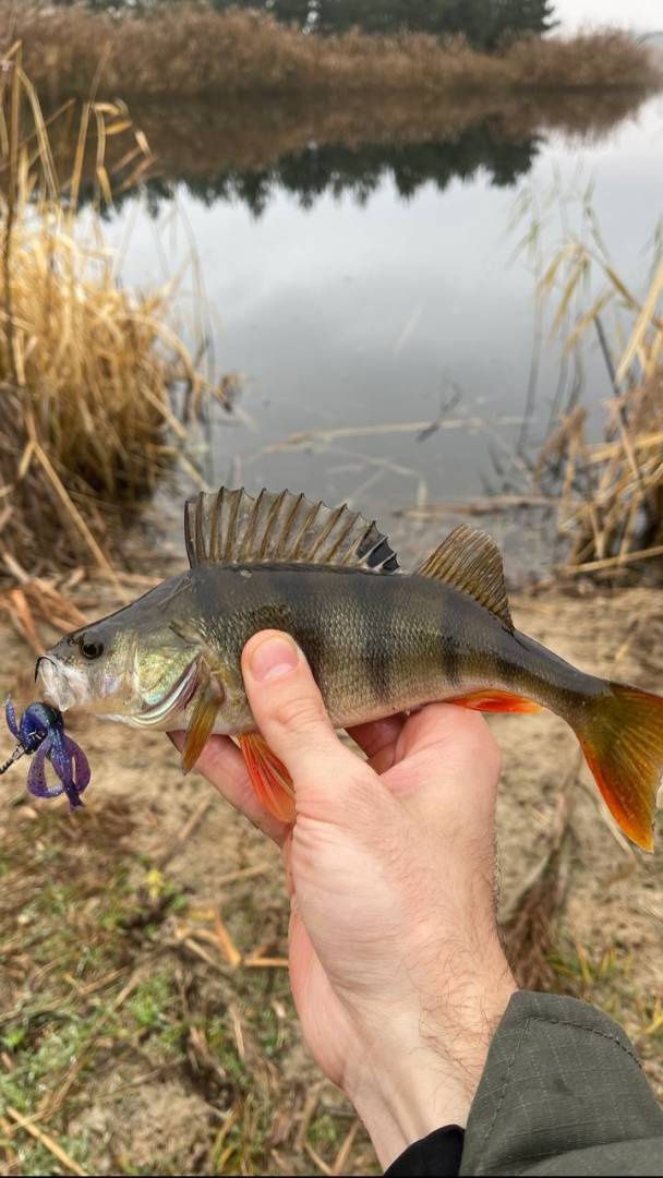 Риболовний звіт по рибі: Окунь