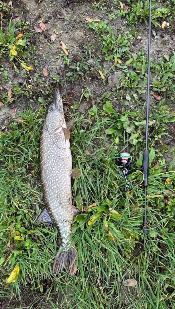 Риболовний звіт по рибі: Щука