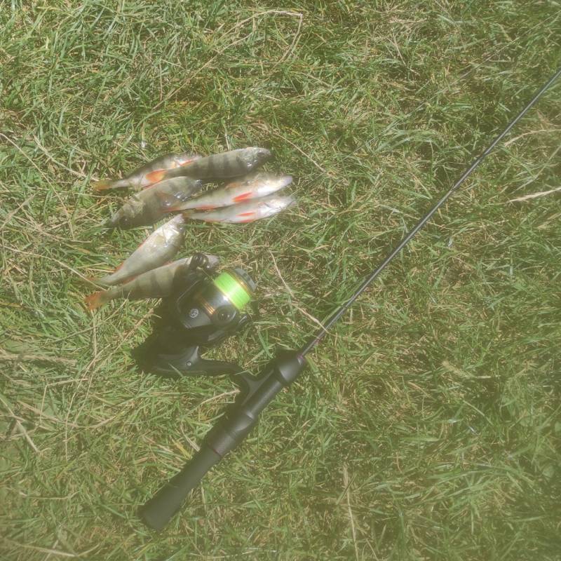 Риболовний звіт по рибі: Окунь