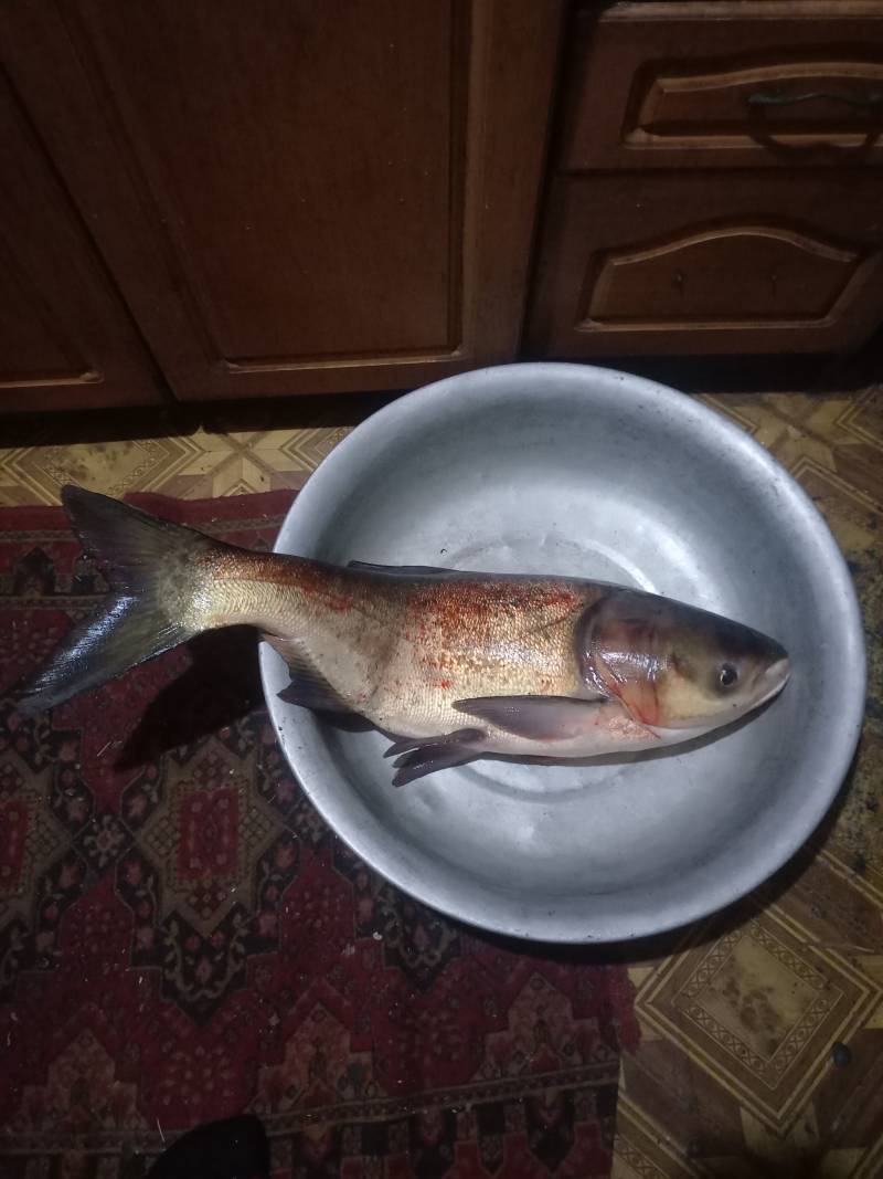 Риболовний звіт по рибі: Товстолобик