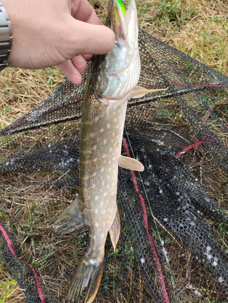 Риболовний звіт по рибі: Щука