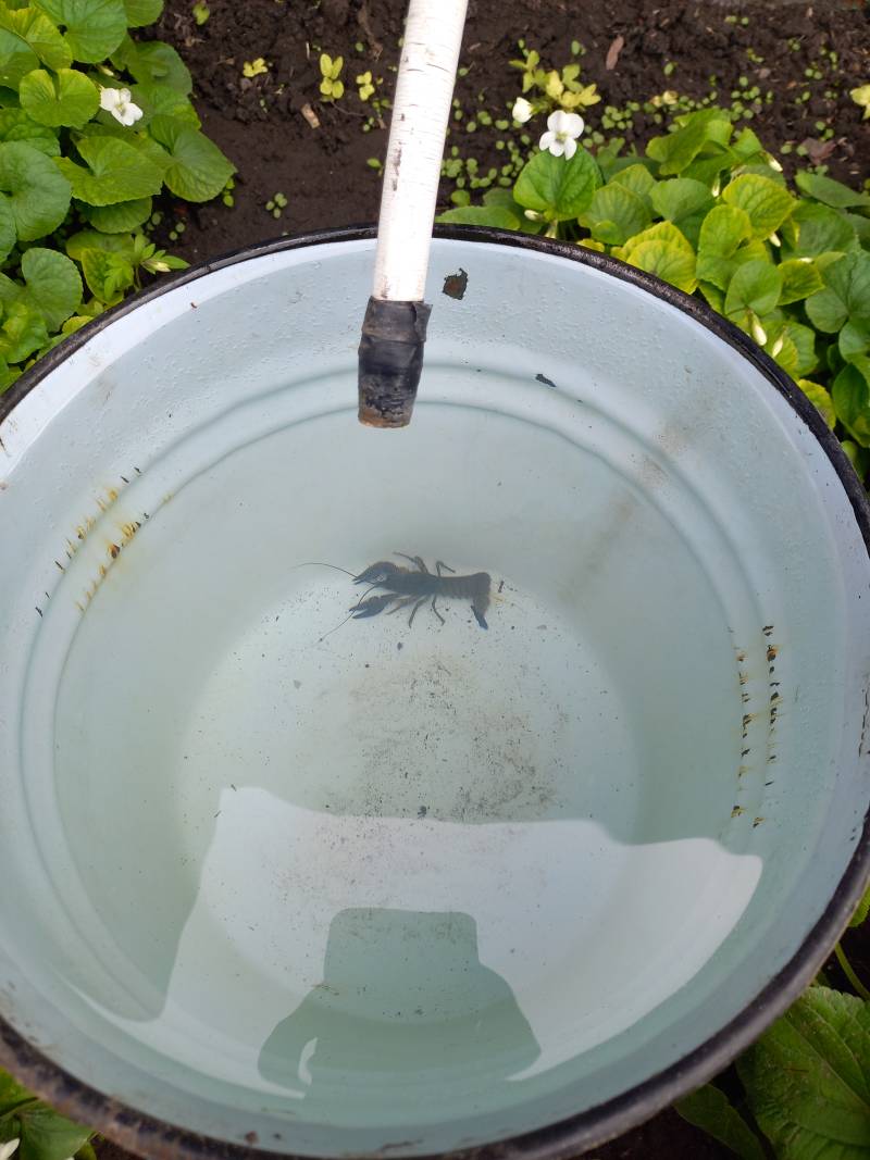 Риболовний звіт по рибі: Рак